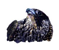 Majestic Falcon