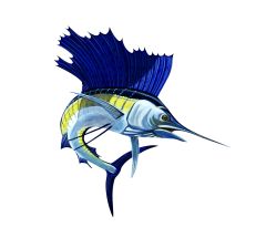 Sailfish